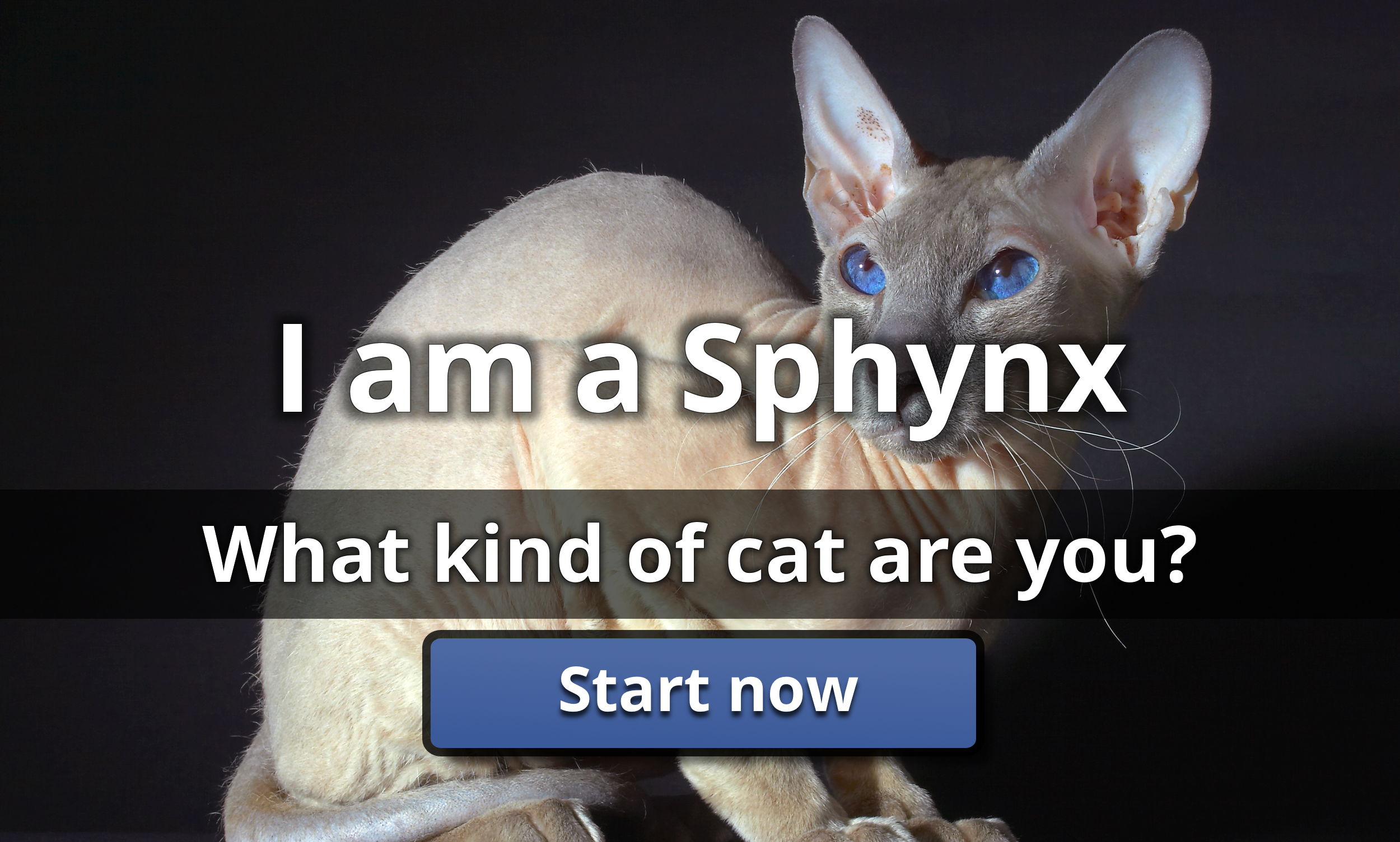 I am a Sphynx What Kind Of Cat Are You? Lusorlab Quizzes