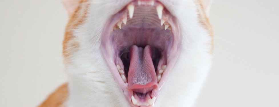 What Kind Of Cat Are You?