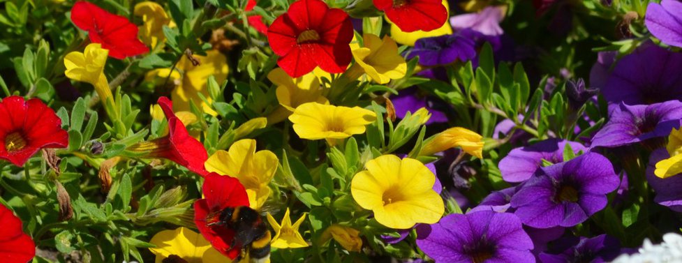 What Flower Are You?
